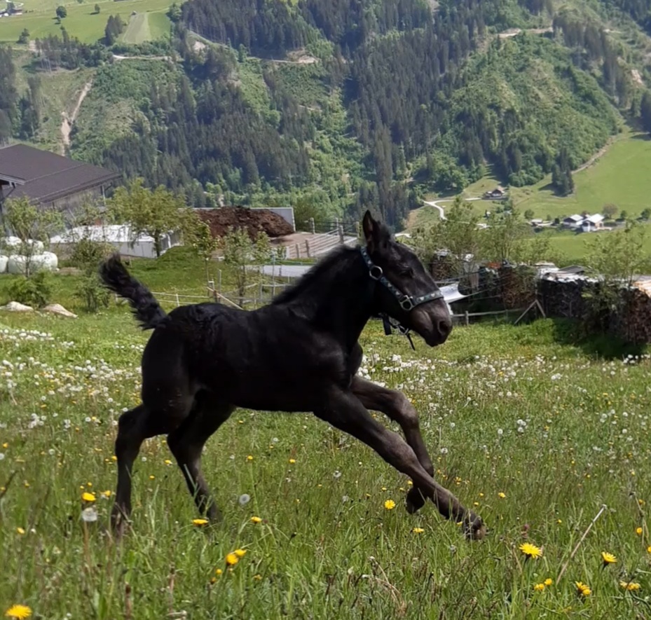 Noriker Horses / Norico-Pinzgauer Horses